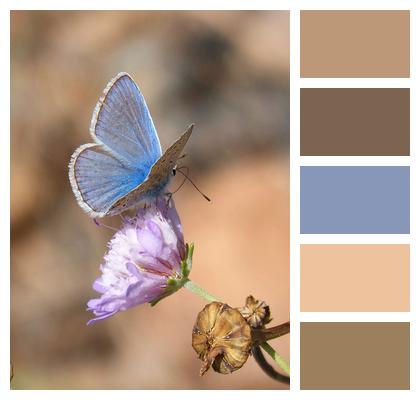 Blue Butterfly Polyommatus Icarus Butterfly Image